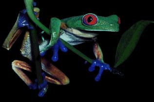 Tree frog copying Redscowl Bluesingsky